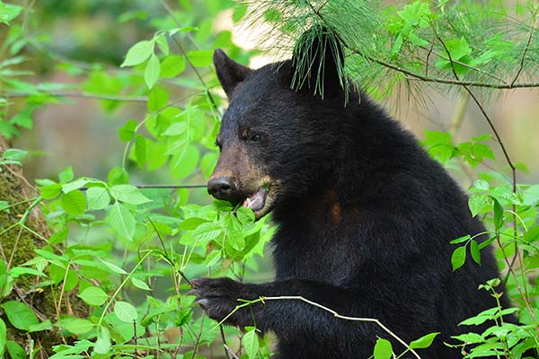 Bear in the Smoky Mountains