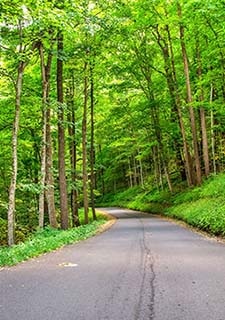 Vertical view of the paved Roaring Fork Motor Nature Trail winding through thick, green Smoky Mountains forest.