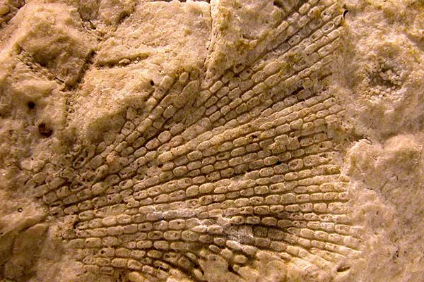 Grand Canyon fossil bryozoan in redwall limestone by NPS, Michael Quinn