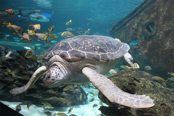 Giant sea turtle at Ripley's Aquarium of the Smokies, Gatlinburg, Tennessee