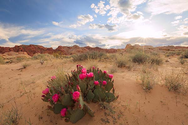 Sunset with flowering cactus at Valley of Fire State Park, Nevada