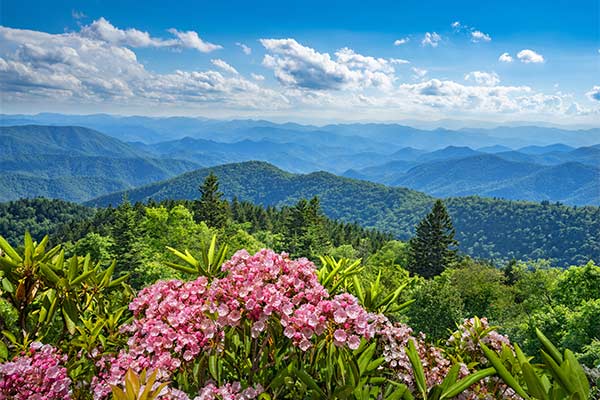 Beautiful pink flowers overlooking a panoramic view of the Great Smoky Mountains during summer.