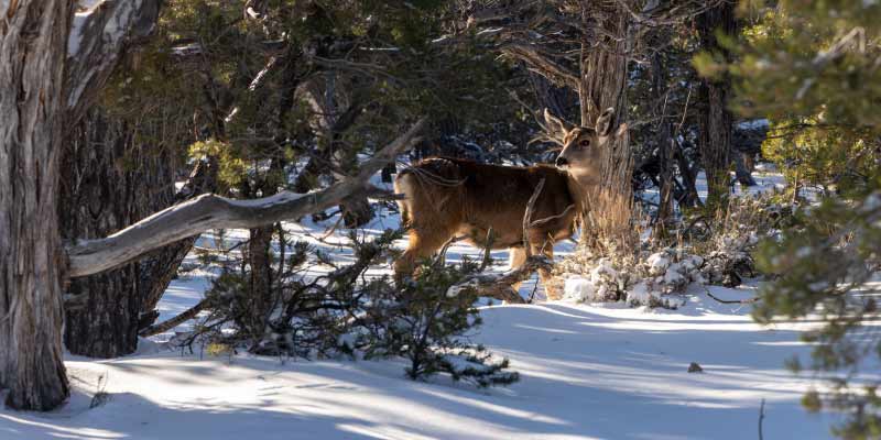 A mule deer foraging for food in a snow-covered forest at the Grand Canyon National Park’s South Rim.