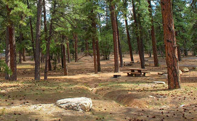 Pine forest campsite with picnic table and fire pit at Mather Campground, Grand Canyon National Park, USA.
