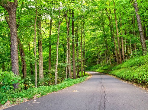 Empty pave road winding through bright green, tree lined forest along the Roaring Fork Motor Nature Trail