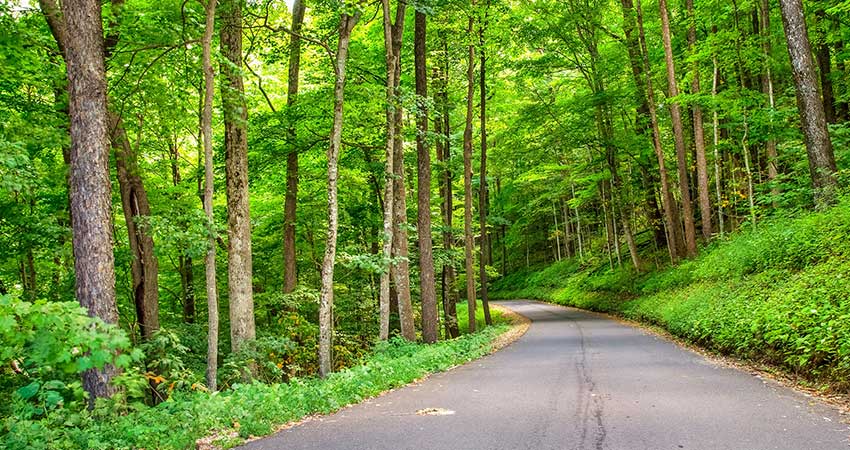 The paved Roaring Fork Motor Nature Trail winds through a bright green, heavy forest in the Smoky Mountains