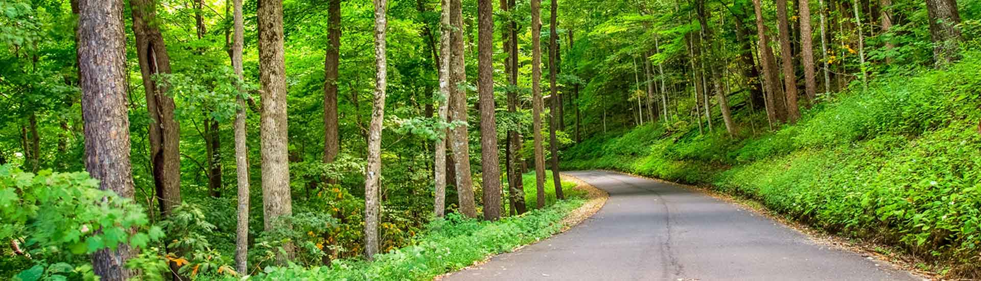 The paved, single-lane Roaring Fork Nature Trail winds one-way through heavy forest in the Smoky Mountains