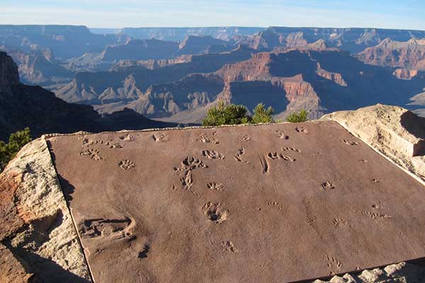 Fossil exhibit along the Trail of Time, overlooking the Grand Canyon South Rim 