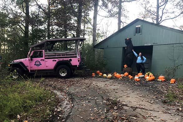 Pink Jeep Tours adventure guide Airika White displays her bear pumpkin patch in the Smoky Mountains.