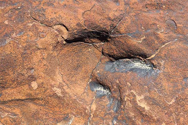 Fossilized footprint from a two-footed, meat-eating dinosaur found in the Aztec Sandstone, Red Rock Canyon National Conservation Area, NV.