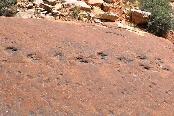 Tracks made by dinosaurs and arthropods at Valley of Fire State Park in Nevada date back more than 190-million years.