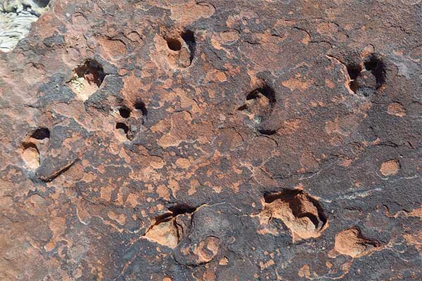Close-up of two-legged, three-toed dinosaur tracks from the Early Jurassic period found at Valley of Fire State Park, Nevada.