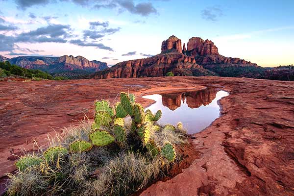 Close-up of a pear cactus and reflection pool mirroring Cathedral Rock in the distance, Sedona, Arizona.