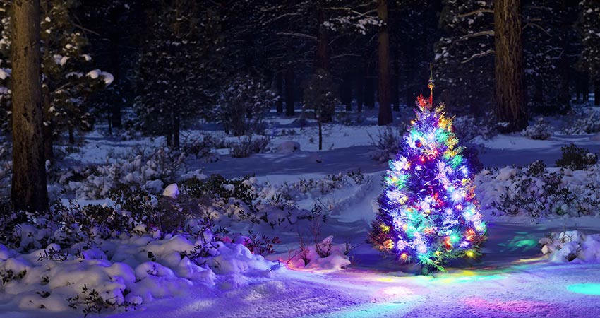 Snow covered Smoky Mountains forest scene with a brightly colored, lighted Christmas tree in foreground.