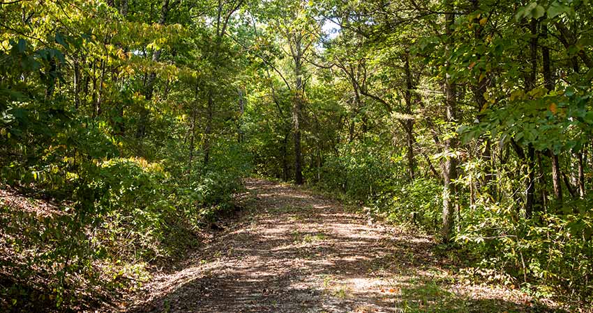 Off-road, forest trail on Baird Mountain, featured on Pink® Jeep® Tours Branson Lakes & Landmarks Tour.