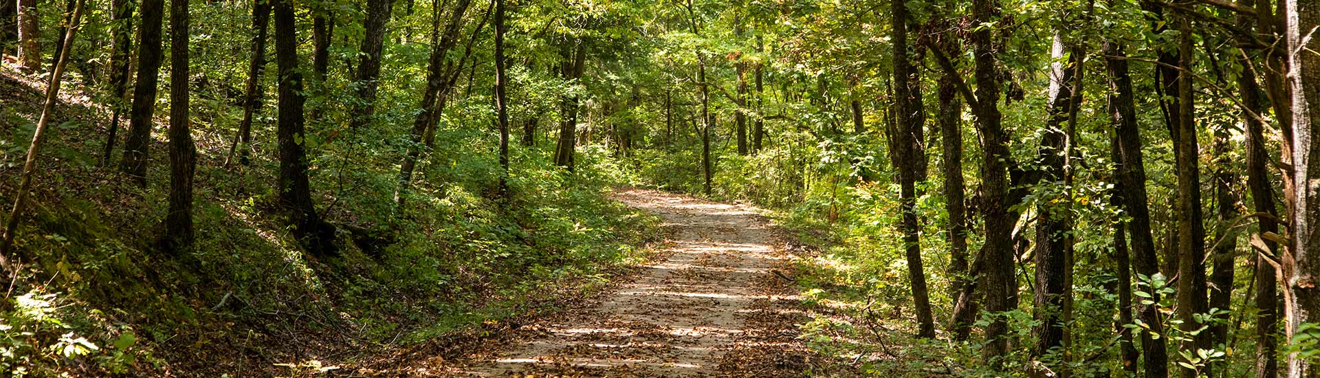 Off-road forest trail lined with trees on Baird Mountain, Branson, Missouri. 