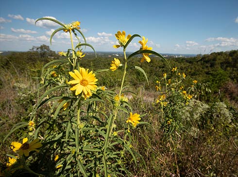 Closeup of yellow sun daisies on the hills overlooking Branson, Missouri.