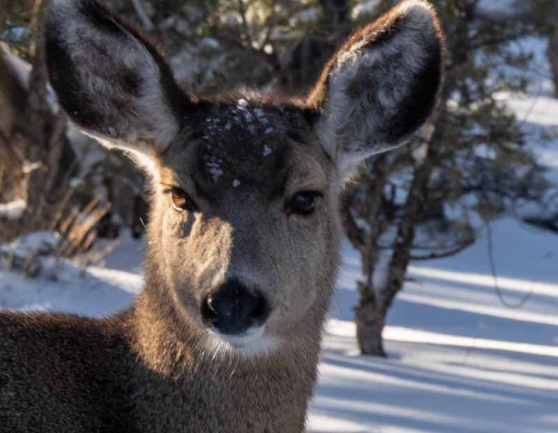 Close-up of a mule deer standing in the snow and looking straight into the camera during a cold Grand Canyon winter.