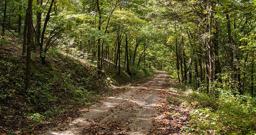 Off-road forest trail lined with trees on Baird Mountain, Branson, Missouri. 