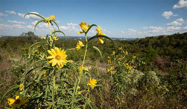Yellow sunflowers grow along a scenic overlook at the Ruth & Paul Henning Conservation Area in Branson, Missouri.