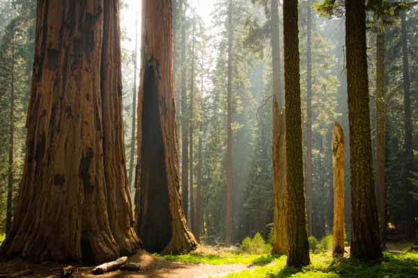 Sunlight streams through giant sequoias onto the forest floor in Sequoia National Park