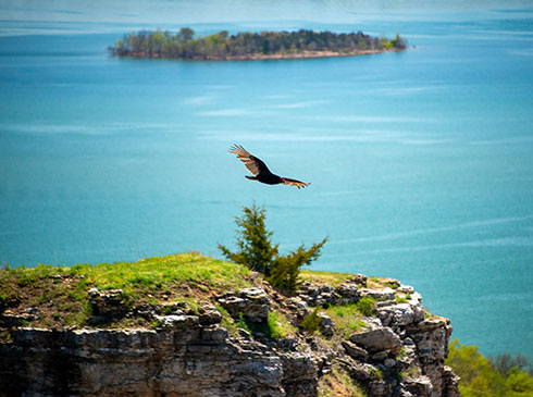 Close-up of vulture soaring above a rock cliff and the turquoise waters of Table Rock Lake, Pink Jeep Tours Branson.
