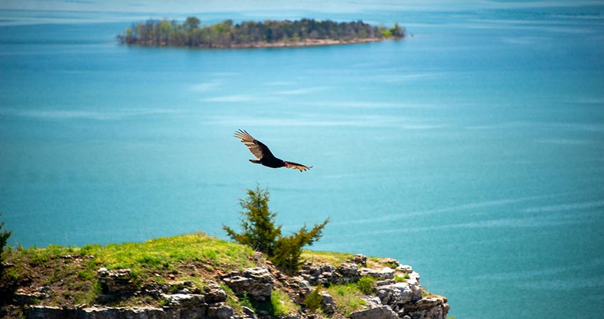 A vulture soars over a cliff above the turquoise waters of Table Rock Lake with a small island in the background.
