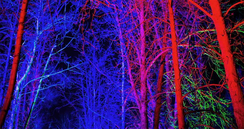 Blue, purple, red and green flood lights illuminate a winter forest trail on Baird Mountain during Christmas in Branson, MO.