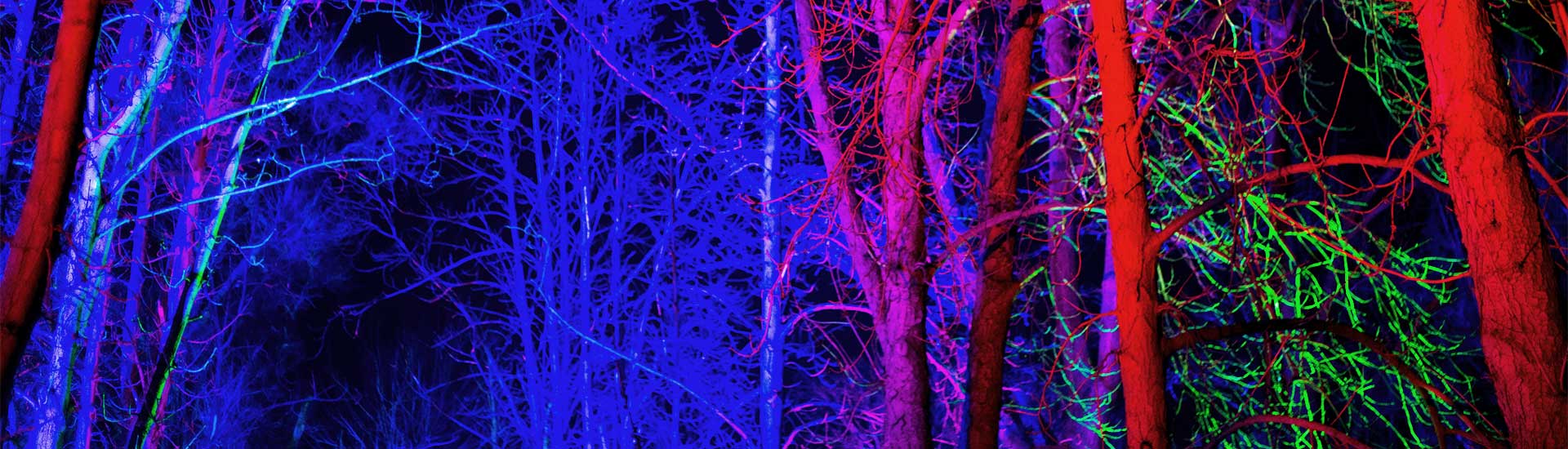 Winter tree branches illuminated by blue, purple, red and green flood lights during a 2022 Branson Christmas nighttime tour.