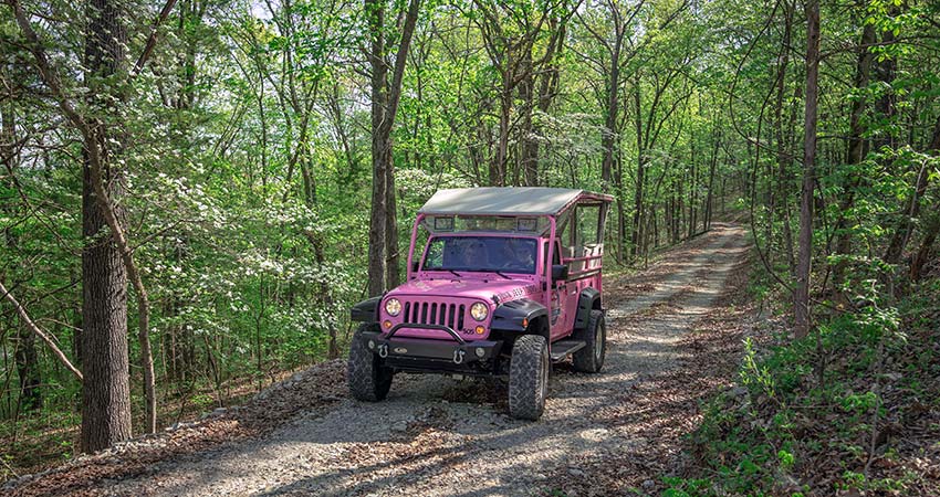 Pink Jeep Wrangler on forested trail on Baird Mountain with Dogwood trees blooming in foreground, Branson, Missouri.