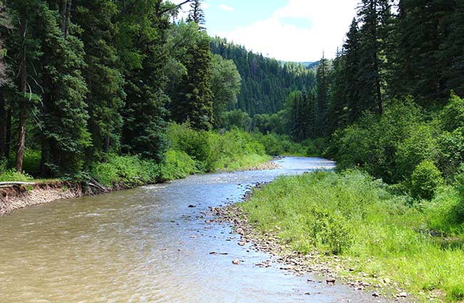 The Dolores River flowing through the San Juan National Forest in summertime near Dolores, Colorado.