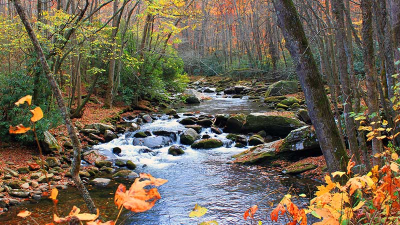 Autumn view of the Little River from Elkmont Little River hiking trail in Great Smoky Mountains National Park, TN.