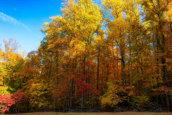 Fall trees in bright hues of yellow, orange and red line a meadow along the Roaring Fork Motor Trail in Great Smoky Mountains National Park.