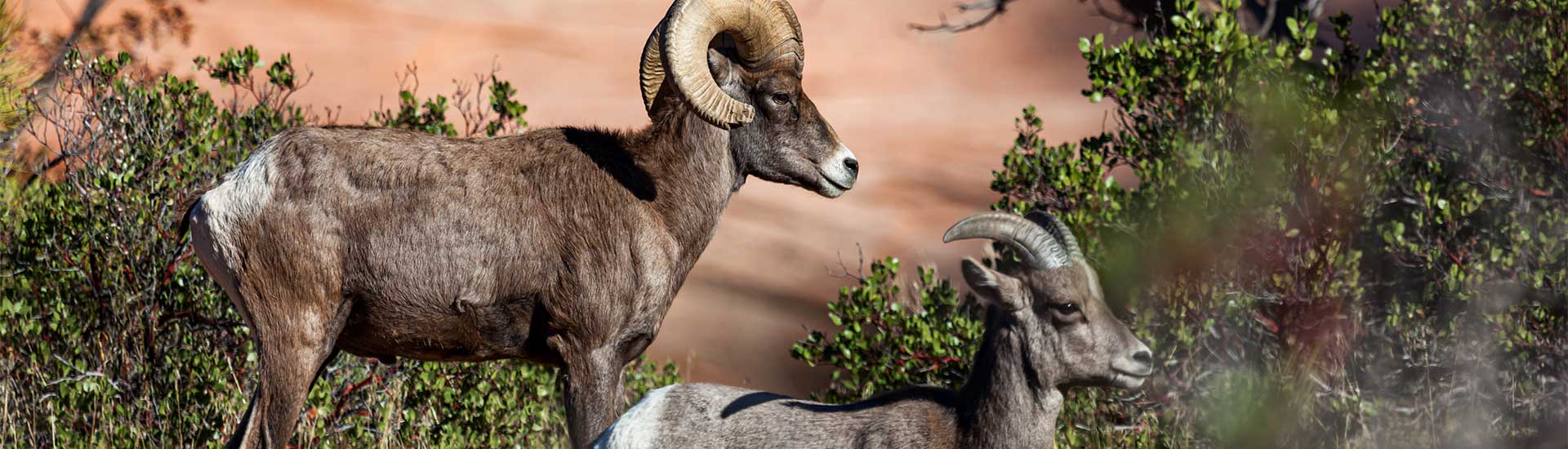 A mother and bay bighorn sheep looking into the distance in the afternoon sunshine at Zion National Park, Utah.