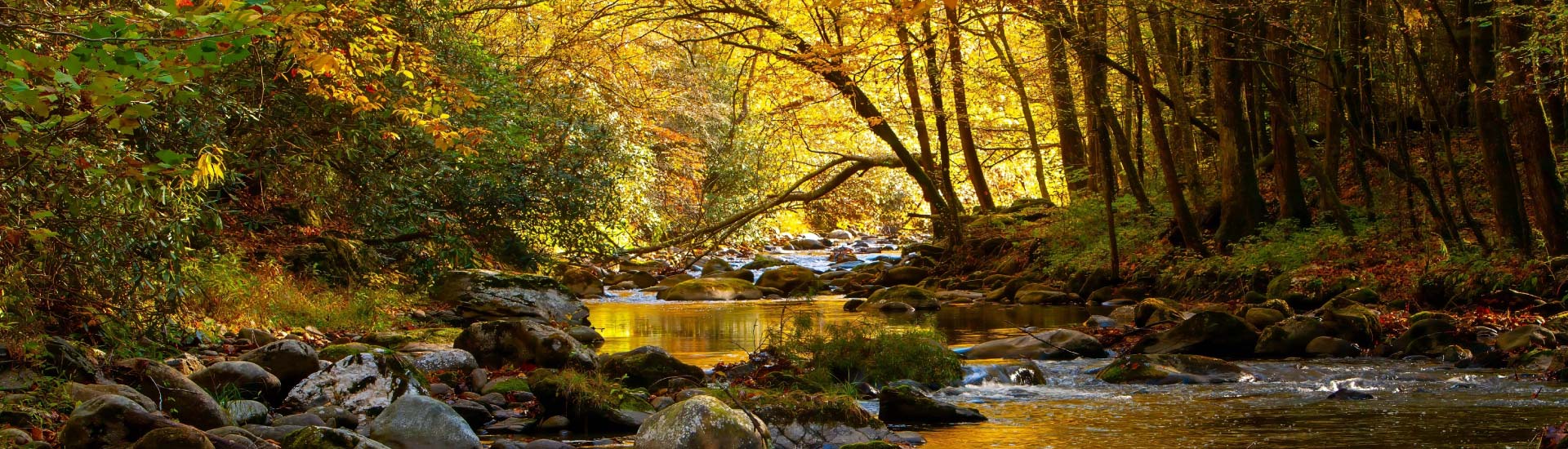 Roarking Fork stream passes over rocks along the Roaring Fork Motor Nature Trail, Great Smoky Mountains National Park amidst fall foliage.