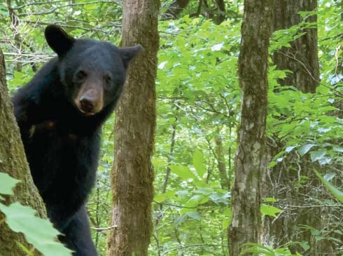 A black bear peaks from behind a tree on the Roaring Fork Nature Trail in the Smoky Mountains National Park.