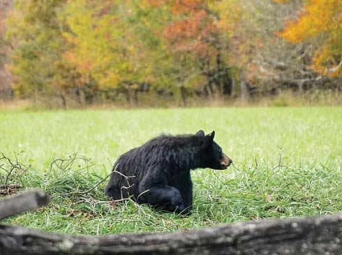 A black bear walks across a field in Cades Cove, a colorful fall tree line in the distance. 