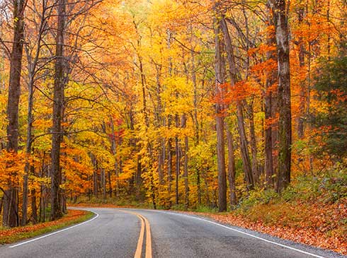 Road winding through a dense forest of golden fall colors in the Great Smoky Mountains National Park, Gatlinburg, TN.