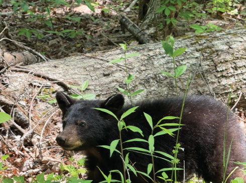 Black bear cub pauses in the forest in Cades Cove, Great Smoky Mountains National Park, TN.