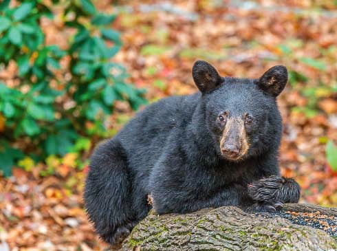 A black bear rests on a fallen tree in the Great Smoky Mountains National Park, TN.