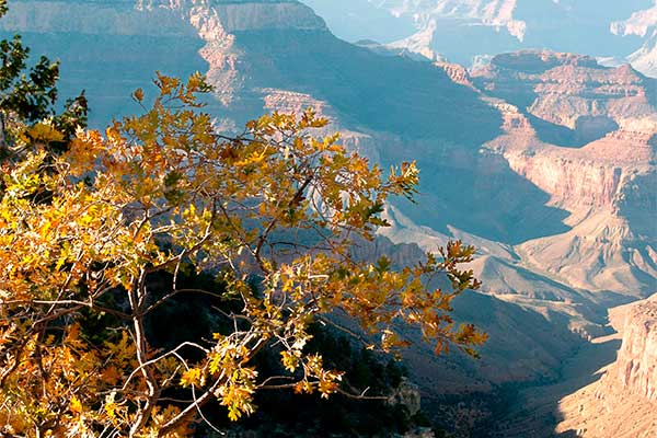 Fall leaves in the foreground overlooking the walls of the Grand Canyon South Rim with the Colorado River below.
