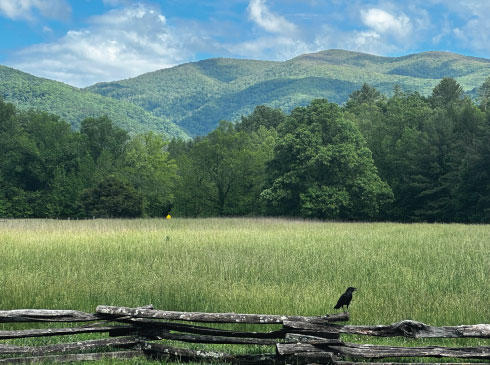 A view towards the mountains from Cave Codes Loop Road, an scenic road winding past lush meadows and historic pioneer structures in the Great Smoky Mountains.