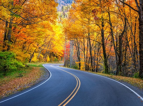 Fall colors along a winding road en route to Newfound Gap, Great Smoky Mountains National Park, TN.