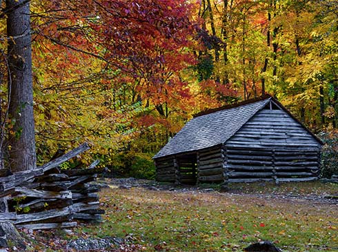 An abandoned log cabin with nearby split-rail fence sits among vibrant autumn trees along the Roaring Fork Motor Nature Trail near Gatlinburg, TN.