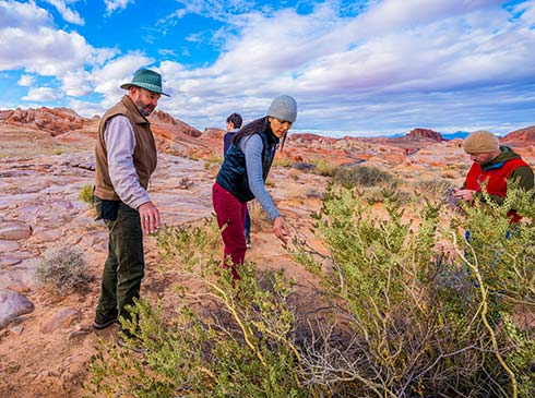 Family exploring the brush growing among the rainbow colored sandstone rocks at Valley of Fire State Park, Pink Jeep Tours Las Vegas.