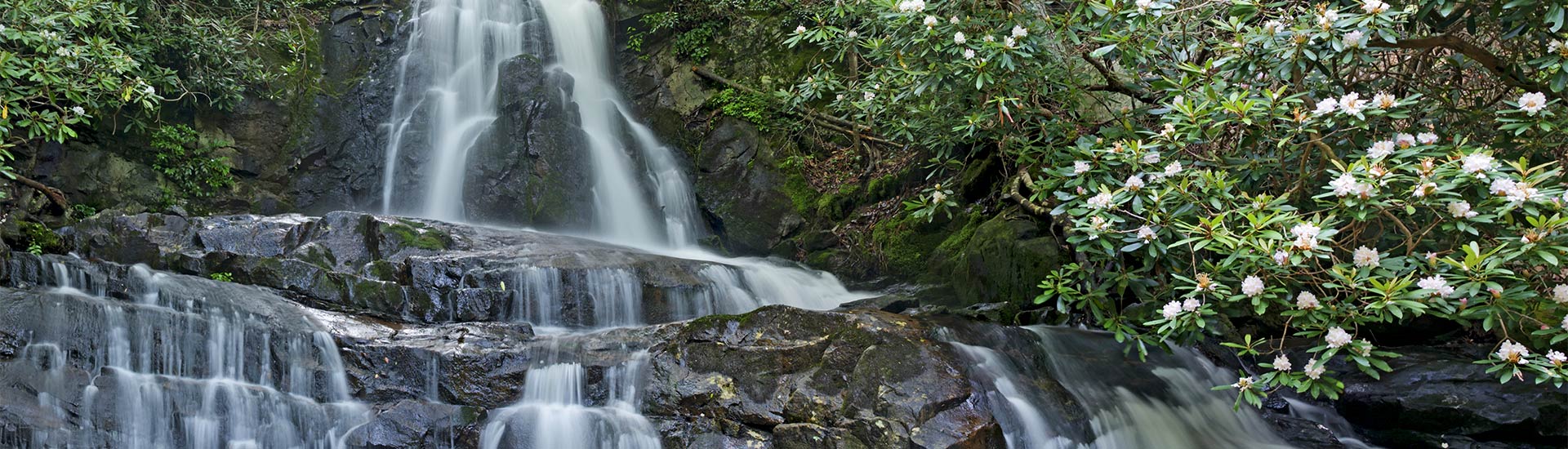 Laurel Falls waterfall with pink mountain laurel blooming in the foreground, Little River Road on the way to Cades Cove, TN.