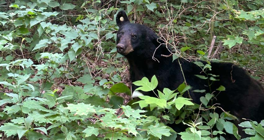 A black bear walks through the forest along the Roaring Fork Motor Nature Trail in the Smoky Mountains National Park