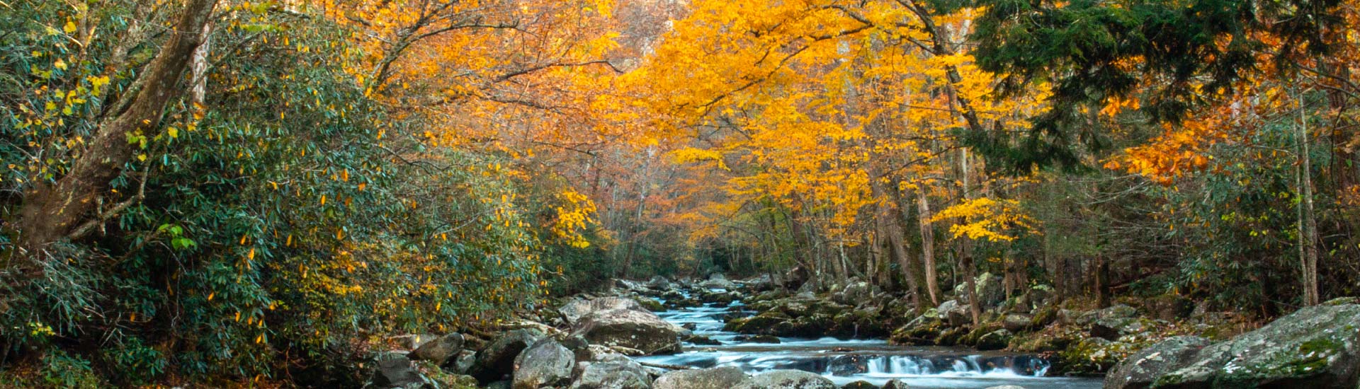 Fall trees and a roaring stream along the Elkmont Little River hiking trail in Great Smoky Mountains National Park, TN.