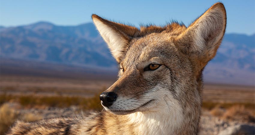 Close up of the face of a coyote looking leftward with the colorful mountains of Death Valley National Park in the background.