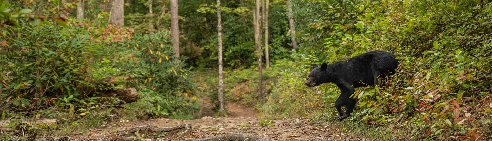 A black bear emerges from the autumn tree line in the Great Smoky Mountains National Park, TN.